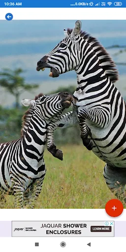 Zebra HD Wallpapers screenshot 5