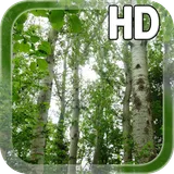 Birch Forest LWP Free icon