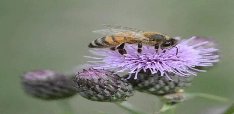 Bee On Flower LWP cover image