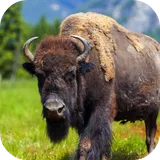 Buffalo Sounds icon