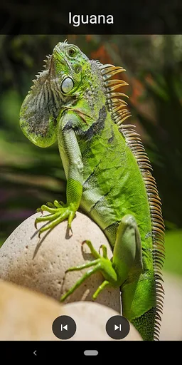 Animals Name and Sounds screenshot 2