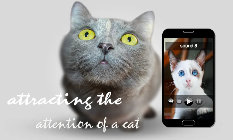 angering your cat screenshot 1