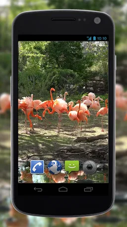 4K Flamingo Video Live Wallpapers screenshot 5