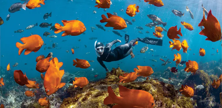 Z dive log Manage & Set SCUBAP cover image