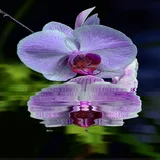 Purple Orchid Flower LWP icon