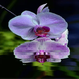 Purple Orchid Flower LWP icon