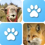Pairs: Animals icon