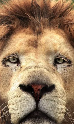 Animal jigsaw puzzle : free puzzle app for android screenshot 4