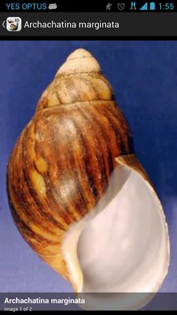 Terrestrial Mollusc Key screenshot 4