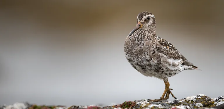 Bird List: Aves Tellus cover image