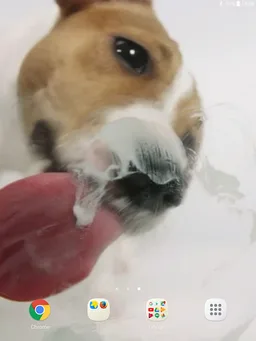 Dog Licks Screen Video LWP screenshot 3