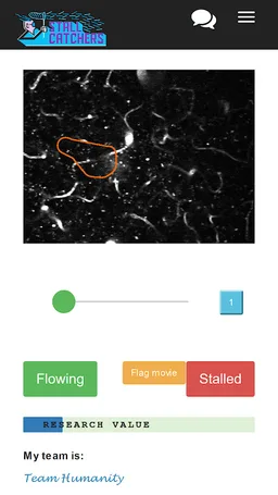 Stall Catchers screenshot 3