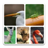 Animal Quiz icon