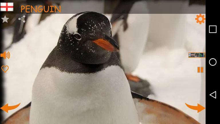 Real Animal Sounds screenshot 5