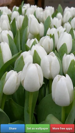 Colorful Tulip Wallpapers screenshot 6