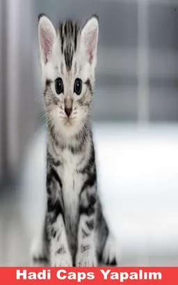 Caps Maker screenshot 4