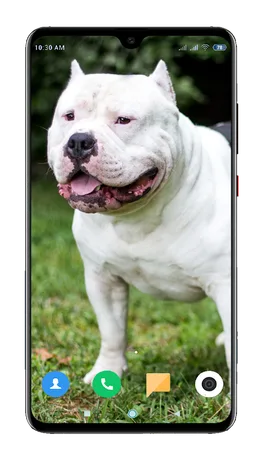 Pitbull Dog Wallpaper HD screenshot 15