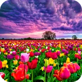 Flower Fields Live Wallpaper icon
