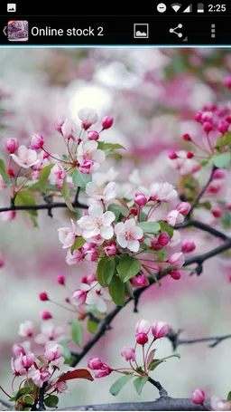 Sakura Wallpaper screenshot 3