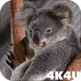 4K Cute Koala Video Live Wallpaper icon
