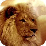 Lion Wallpapers icon