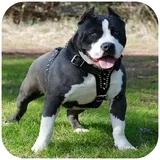 Pitbull HD Wallpaper 2019 icon