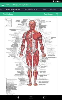 Muscle Anatomy Reference Guide screenshot 19