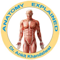 Anatomy Explained by Dr. Ankit Khandelwal icon