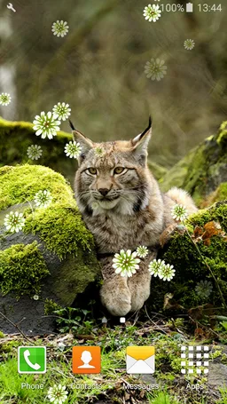 Big Cats Live Wallpapers screenshot 3