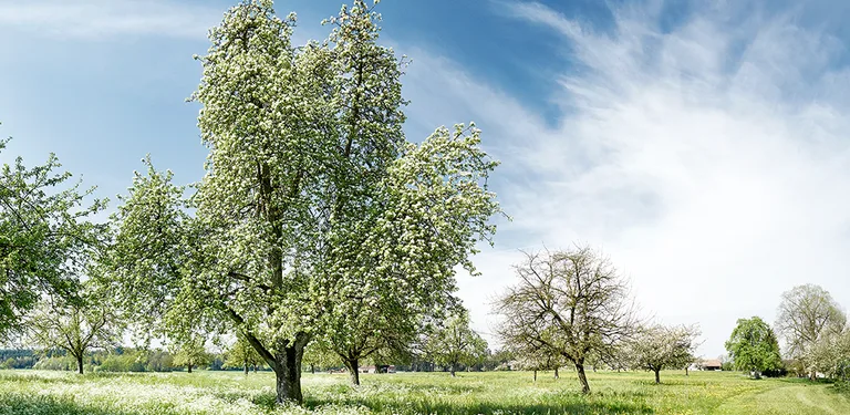 OLIVIA Key TKB cover image