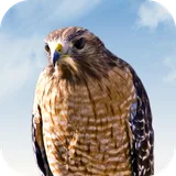 Hawk Sounds icon