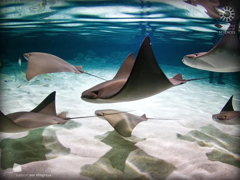 Stingrays Live screenshot 3