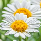 Spring wallpapers icon