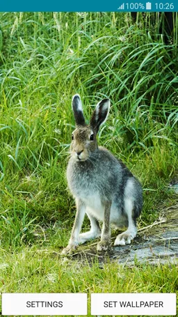 Live Wallpapers - Cute Bunny screenshot 3