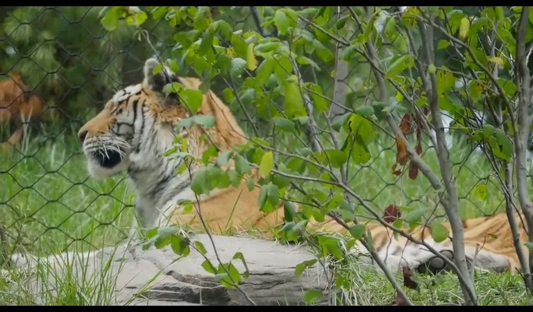 Hey Zookeeper screenshot 2