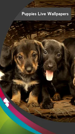 Puppies Live Wallpapers screenshot 2