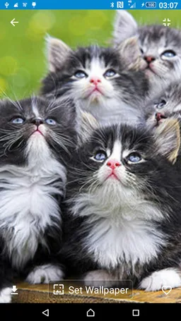 Cats and Kittens Wallpapers from Flickr screenshot 5