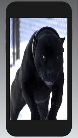 Pitbull Wallpapers screenshot 6