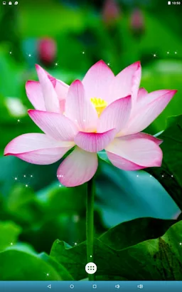 Lotus Live Wallpaper screenshot 15