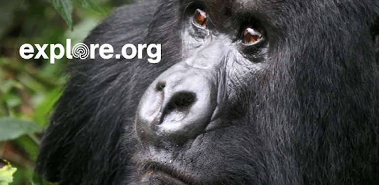 explore.org cover image