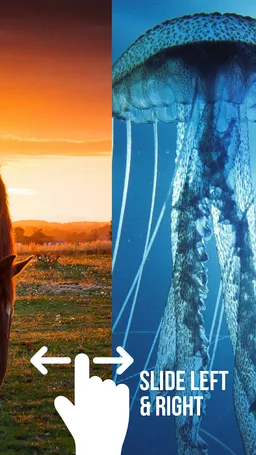 4K Animal Wallpapers screenshot 5