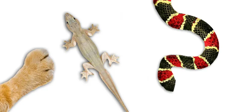 For cat - catch the Lizard cover image