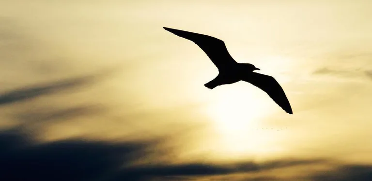 SMS Text cover image