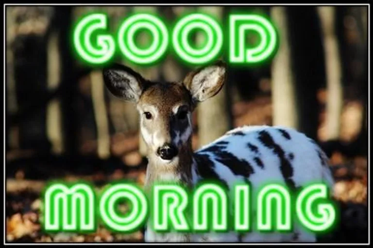 Good Morning Everyday screenshot 5