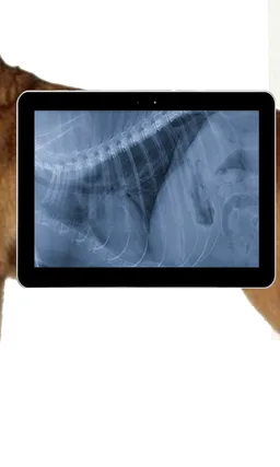 Pet Xray- Prank screenshot 4