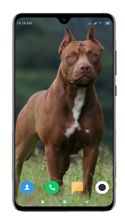 Pitbull Dog Wallpaper HD screenshot 10