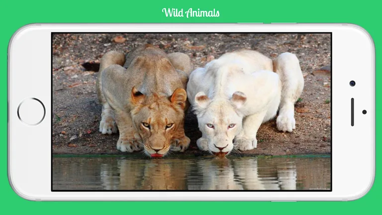 Wild Animals screenshot 2