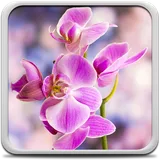 Orchid Live Wallpaper icon
