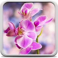 Orchid Live Wallpaper icon