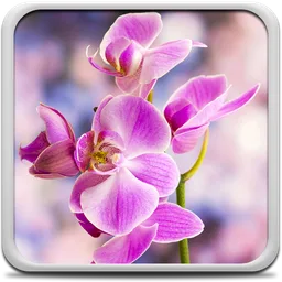 Orchid Live Wallpaper icon